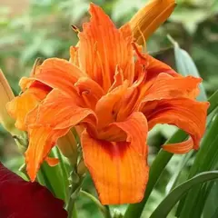 Лилейник Дабл Оранж