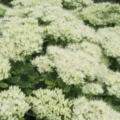 Седум (очиток) Стардаст