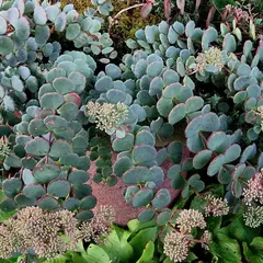 Седум (очиток) Зибольда