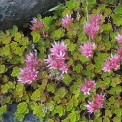 Седум (очиток) ложный