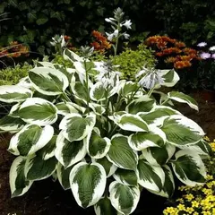 Хоста Минутмен