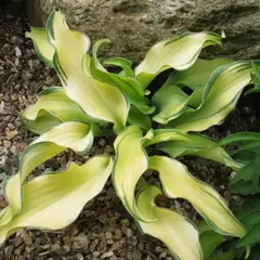 Хоста Риппл Эффект