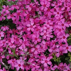 Флокс шиловидный Линдентал