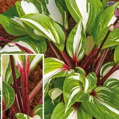 Хоста Расберри Сандей