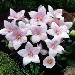 Ширококолокольчик крупноцветковый Фуджи Пинк