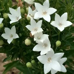 Ширококолокольчик крупноцветковый Фуджи Вайт