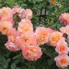 Роза чайно-гибридная Августа Луиза