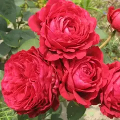 Роза чайно-гибридная Четыре Ветра