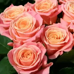 Роза чайно-гибридная Мисс Пигги