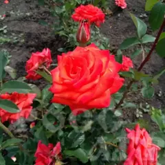 Роза чайно-гибридная Сантана