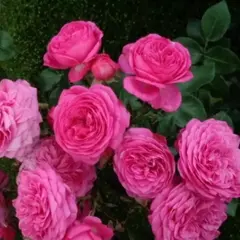 Роза флорибунда Баронес