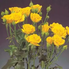 Роза спрей Желтая