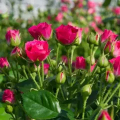 Роза спрей Малиновая