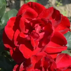 Роза чайно-гибридная Ред Сан