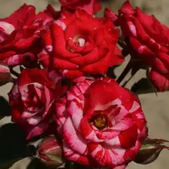 Роза флорибунда Твайлайт