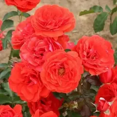 Роза флорибунда Ред Ривер