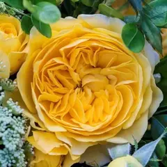 Роза флорибунда Инка