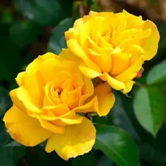 Роза флорибунда Голдмари