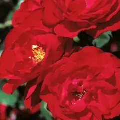 Роза шраб Ульмер Мюнстер