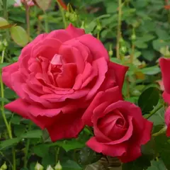 Роза чайно-гибридная Мария Каллас