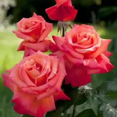 Роза чайно-гибридная Элеонора