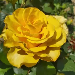 Роза чайно-гибридная Сейко