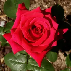 Роза чайно-гибридная Нэшнл Траст