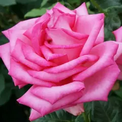 Роза чайно-гибридная Эсмеральда