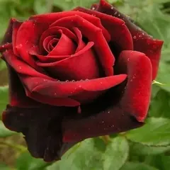 Роза чайно-гибридная Элегия