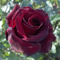 Роза чайно-гибридная Шварц Мадонна