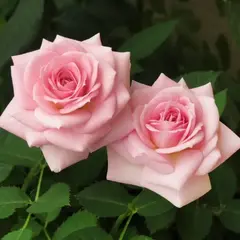 Роза чайно-гибридная Фламинго