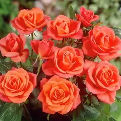 Роза чайно-гибридная Супер Стар