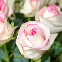 Роза чайно-гибридная Соверерн