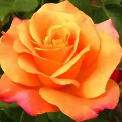 Роза чайно-гибридная Парео