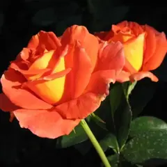 Роза чайно-гибридная Моника