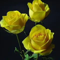 Роза чайно-гибридная Латина