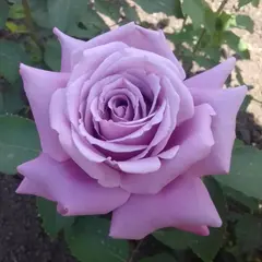 Роза чайно-гибридная Майнстер Фастнахт