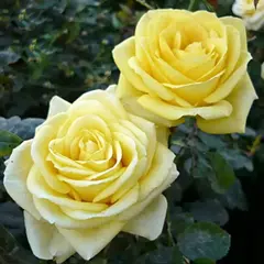 Роза чайно-гибридная Кронос