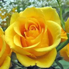 Роза чайно-гибридная Золотая Рыбка