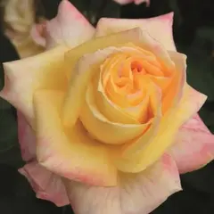 Роза чайно-гибридная Канари