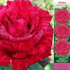 Роза чайно-гибридная Брызги Шампанского