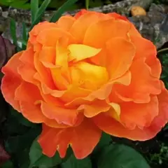 Роза флорибунда Реми Мартин