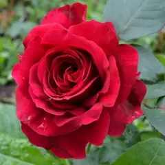 Роза флорибунда Жак Превер