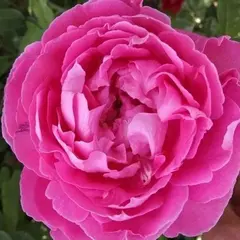 Роза флорибунда Малинка