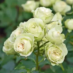 Роза спрей Зеленая