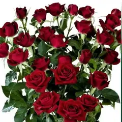 Роза спрей Бордовый