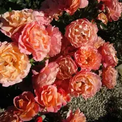 Роза флорибунда Мари Кюри