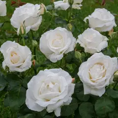 Роза чайно-гибридная Маунт Шаста