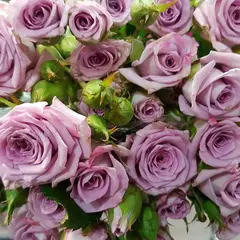 Роза Спрей Океан Микадо