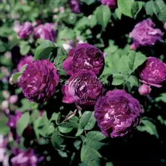 Роза Шраб Кардинал де Ришелье